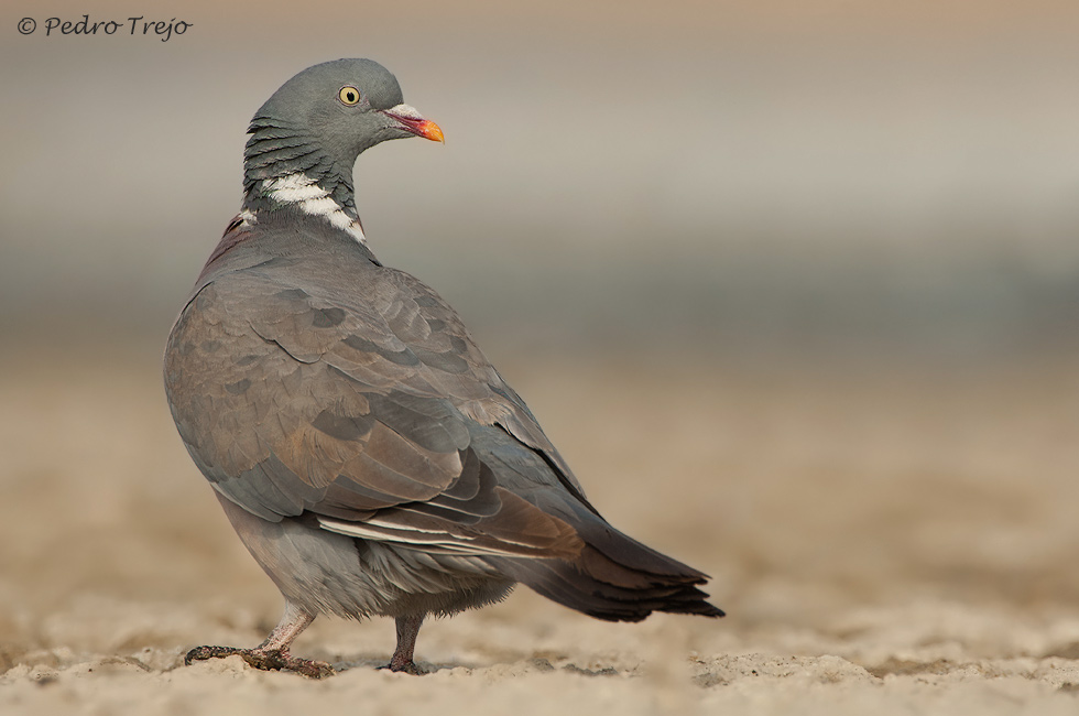 Paloma torcaz ( Columba palumbus)